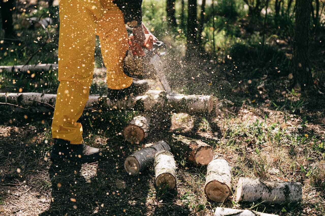 The Steps Involved in Our Tree Care Process in Glasgow, MO